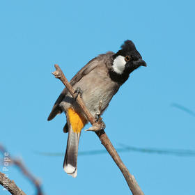 White-eared Bulbul