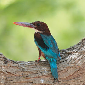 White-throated Kingfisher