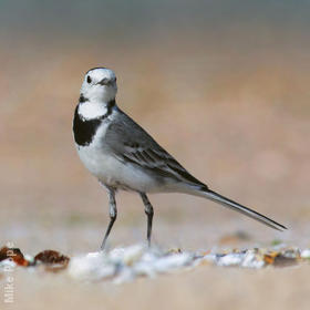 White Wagtail (Non-breeding plumage)