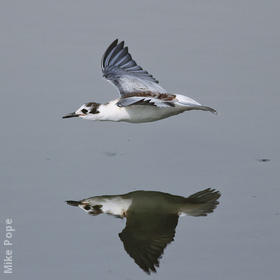 White-winged Tern (Immature)