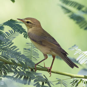 Willow Warbler