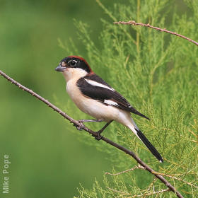 Woodchat Shrike (Male)