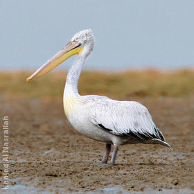 Dalmatian Pelican (Immature)