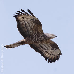 European Honey Buzzard