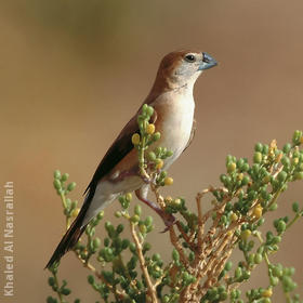 Indian Silverbill