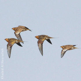 Pin-tailed Sandgrouses