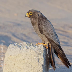 Sooty Falcon (11th record for Kuwait, Oct. 2013)