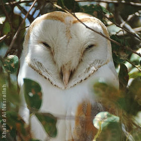 Western Barn Owl