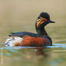 Black-necked Grebe (Breeding plumage, BULGARIA)