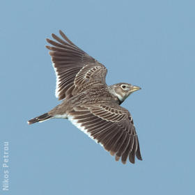 Calandra Lark (GREECE)