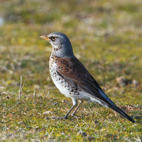 Fieldfare (Immature winter, GREECE)