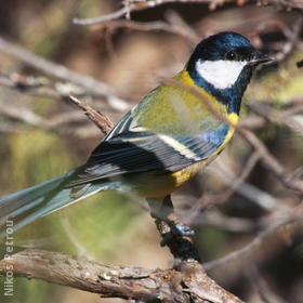 Great Tit (CYPRUS)