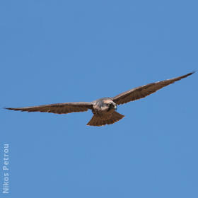 Lanner Falcon (GREECE)