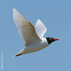 Mediterranean Gull (Breeding plumage, GREECE)