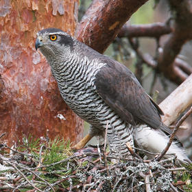 Northern Goshawk (Breeding, FINLAND)