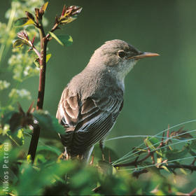 Olive-tree Warbler (GREECE)