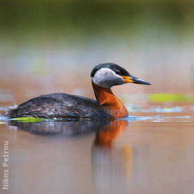 Red-necked Grebe (Breeding plumage, BULGARIA)