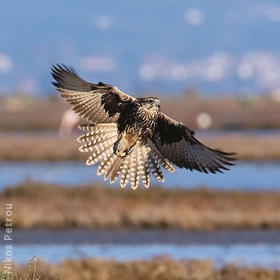 Saker Falcon (Immature, GREEECE)