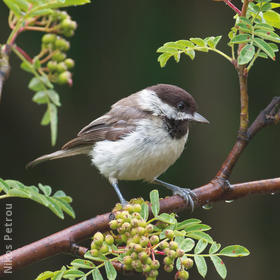 Sombre Tit (GREECE)