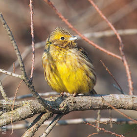 Yellowhammer (Male non-breeding, GREECE)