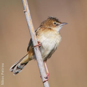 Zitting Cisticola (GREECE)