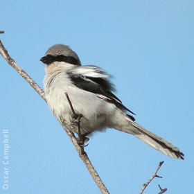 Arabian Grey Shrike (UAE)