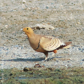 Chestnut-bellied Sandgrouse (Male, OMAN)