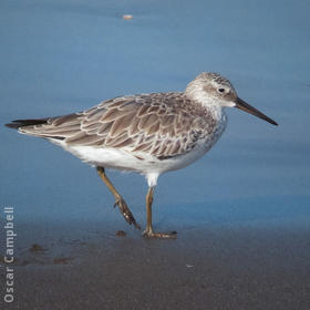 Great Knot (Non - breeding, UAE)