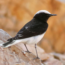 Hooded Wheatear (Male spring, UAE)