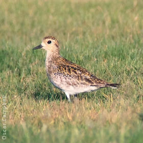 Pacific Golden Plover (Juvenile, UAE)