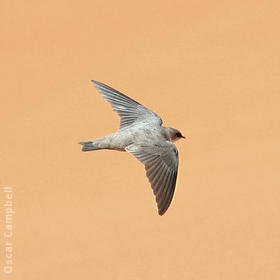 Pale Crag Martin (UAE)