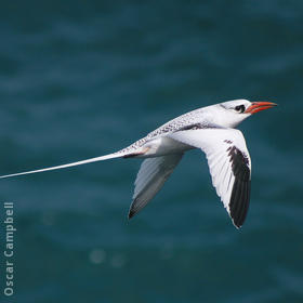 Red-billed Tropicbird (OMAN)