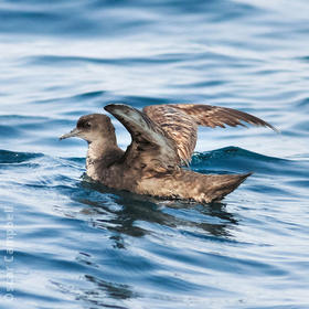 Sooty Shearwater (UAE)