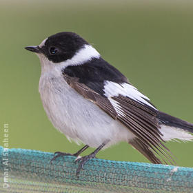 Collared Flycatcher