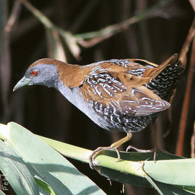 Baillon’s Crake