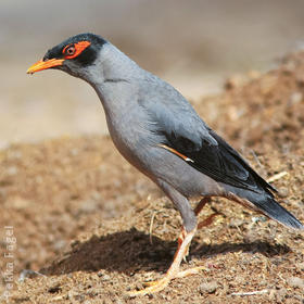 Bank Myna