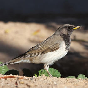 Black-throated Thrush (Male)