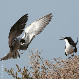 Bridled Tern