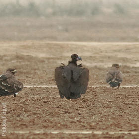 Cinereous Vulture (Immature with Steppe Eagles)