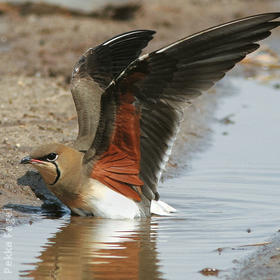 Collared Pratincole