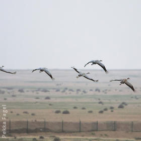 Common Cranes