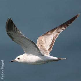 Common Gull (Immature)