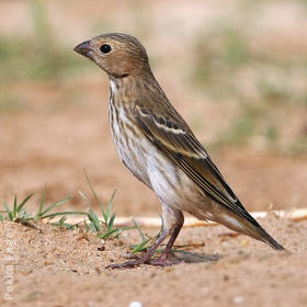 Common Rosefinch (Female or immature)