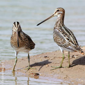 Common Snipe