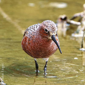 Curlew Sandpiper (Breeding plumage)