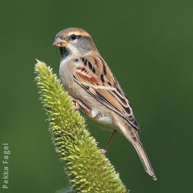 Dead Sea Sparrow (Male)