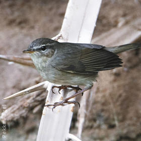 Dusky Warbler 