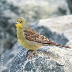 Eastern Cinereous Bunting