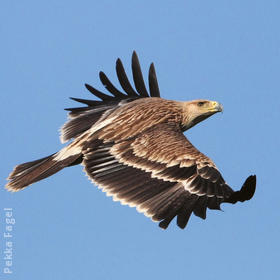 Eastern Imperial Eagle (Immature)