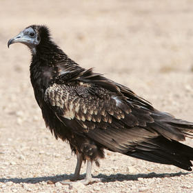 Egyptian Vulture (Juvenile)